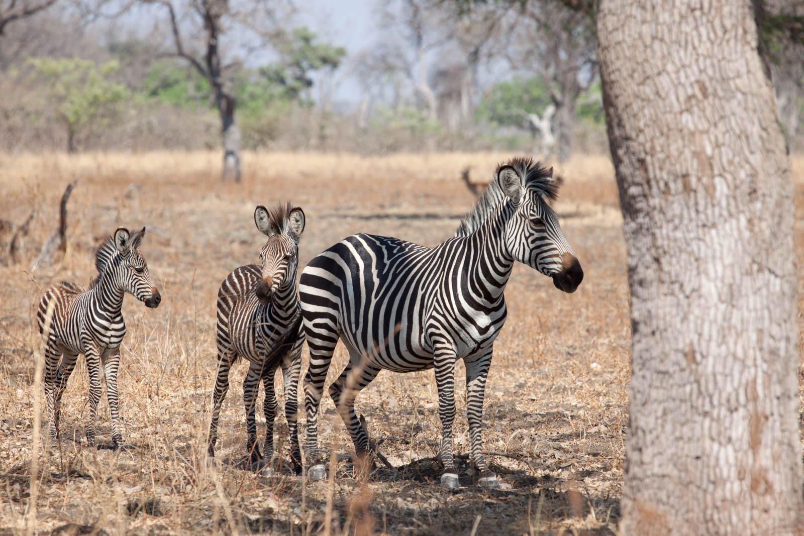 IMG 4744