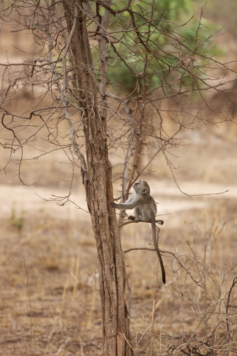 South luangwa 3
