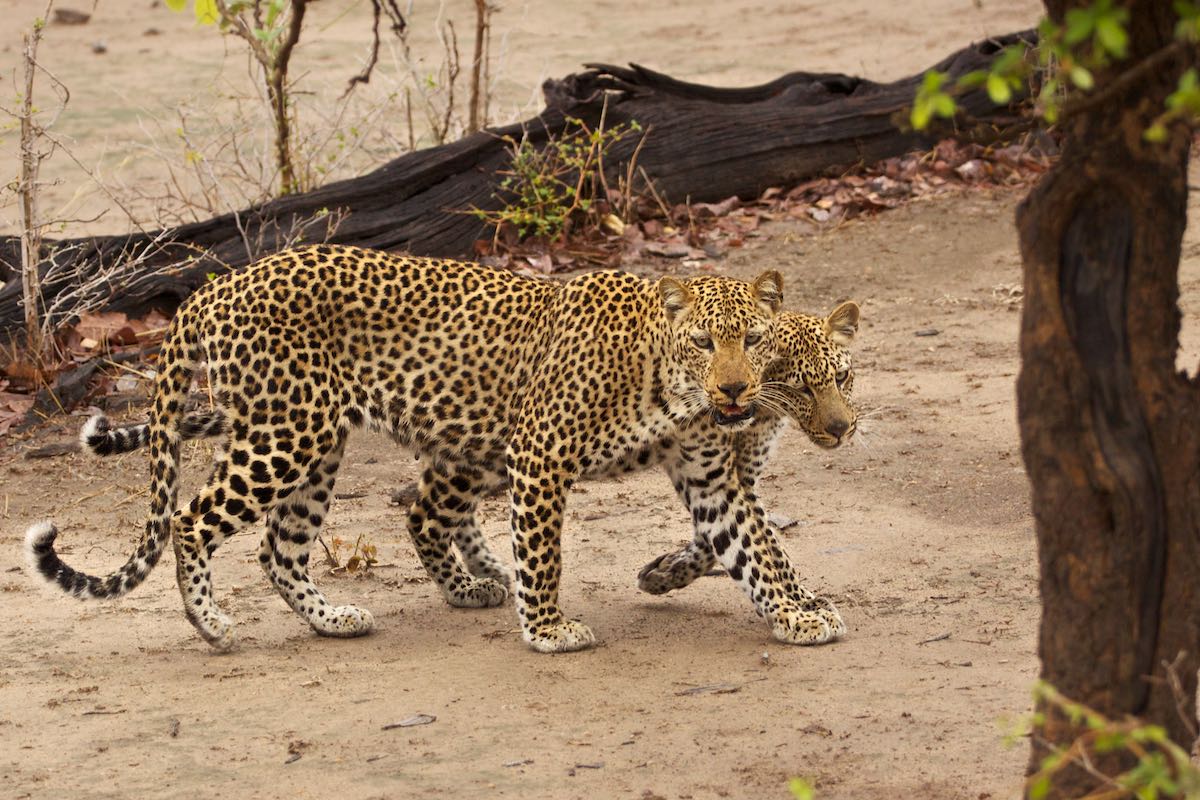South luangwa 7